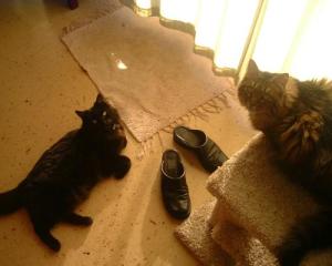 spike and wanda spike and wanda