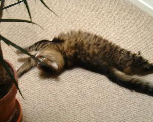 free wanda free wanda